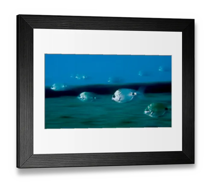 Framed Print : Saddled bream (Oblada melanura) swimming in ghostlike formation, Pico, Azores, Portugal Framed Print : Saddled bream (Oblada melanura) swimming in ghostlike formation, Pico, Azores, Portugal