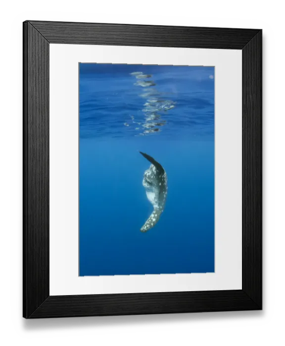 Framed Print : Ocean sunfish (Mola mola) Pico, Azores, Portugal, June 2009 Framed Print : Ocean sunfish (Mola mola) Pico, Azores, Portugal, June 2009