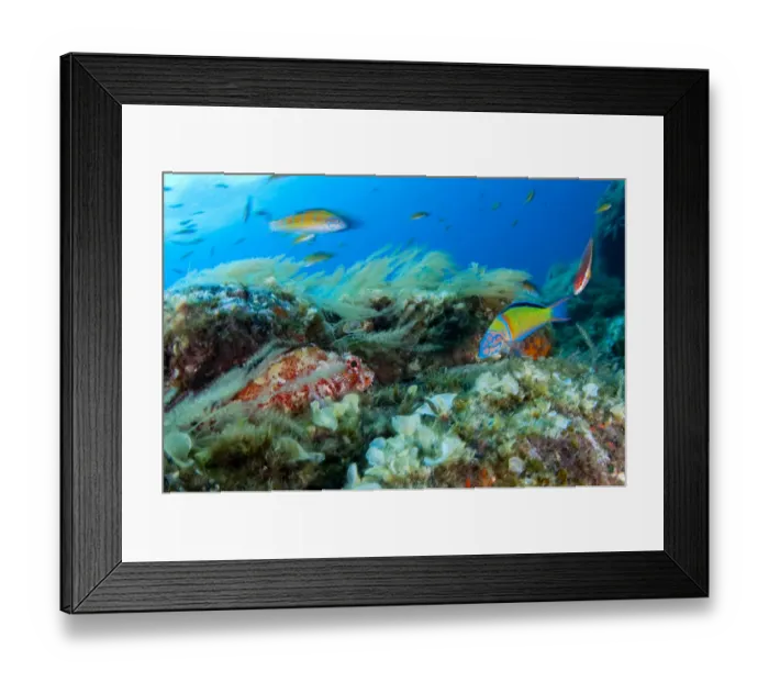 Framed Print : Scorpionfish (Scorpaena maderensis) watching Turkish wrasse (Thalassoma pavo) Pico Framed Print : Scorpionfish (Scorpaena maderensis) watching Turkish wrasse (Thalassoma pavo) Pico