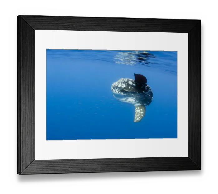 Framed Print : Ocean sunfish (Mola mola) with a shoal of fish swimming past, Pico, Azores, Portugal Framed Print : Ocean sunfish (Mola mola) with a shoal of fish swimming past, Pico, Azores, Portugal