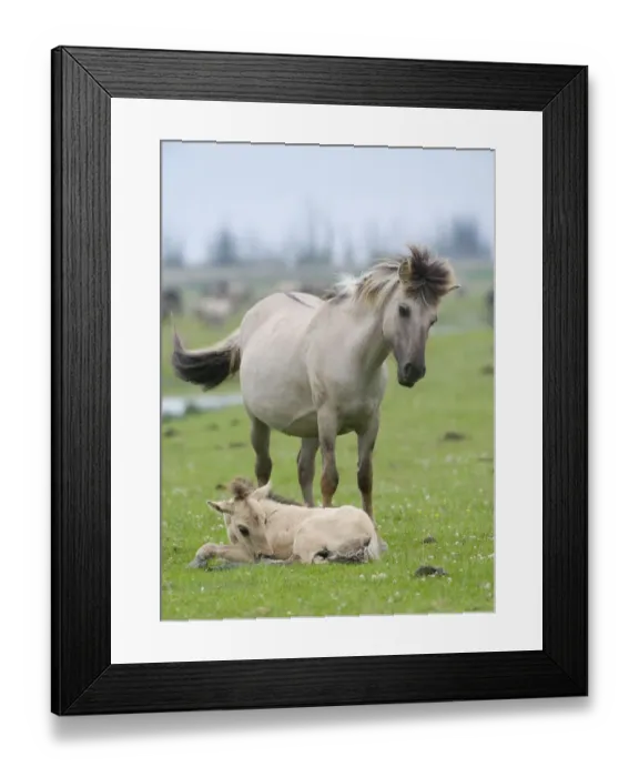 Framed Print : Konik horse, mare standing over young foal, Oostvaardersplassen, Netherlands, June 2009 Framed Print : Konik horse, mare standing over young foal, Oostvaardersplassen, Netherlands, June 2009