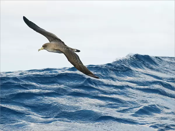 Corys shearwater (Calonectris diomedea) in flight over sea, Pico, Azores, Portugal