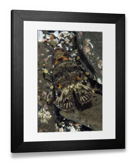 Framed Print : Small European locust lobster (Scyllarus arctus) portrait, Pico, Azores, Portugal Framed Print : Small European locust lobster (Scyllarus arctus) portrait, Pico, Azores, Portugal