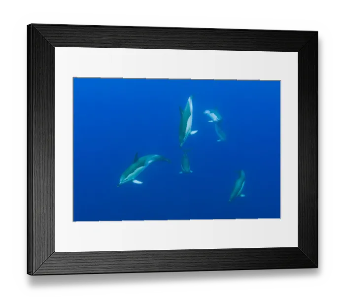 Framed Print : Common dolphins (Delphinus delphis) Pico, Azores, Portugal, June 2009 Framed Print : Common dolphins (Delphinus delphis) Pico, Azores, Portugal, June 2009