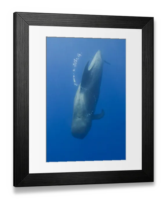 Framed Print : Short finned pilot whale (Globicephala macrorhynchus) diving with air bubble trail Framed Print : Short finned pilot whale (Globicephala macrorhynchus) diving with air bubble trail