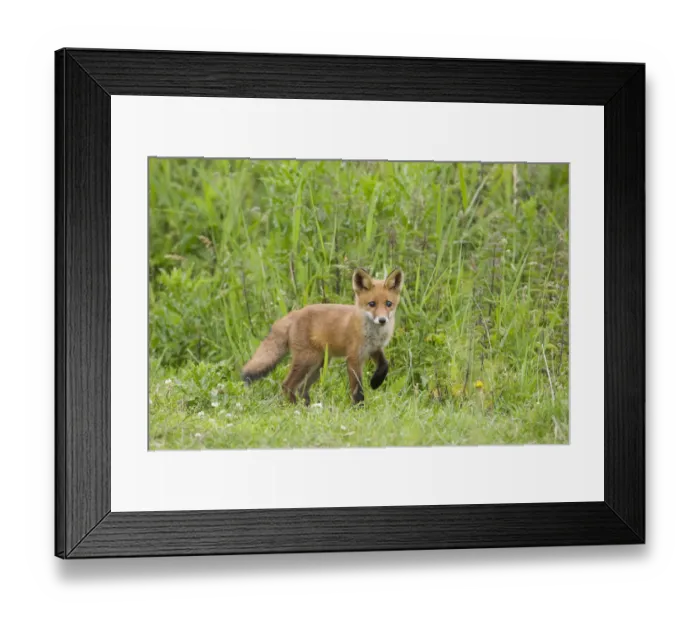 Framed Print : Red fox (Vulpes vulpes) cub, Oostvaardersplassen, Netherlands, June 2009 Framed Print : Red fox (Vulpes vulpes) cub, Oostvaardersplassen, Netherlands, June 2009