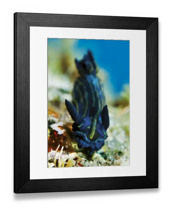 Framed Print : Gibraltar nudibranch (Tambja ceutae) Pico, Azores, Portugal, July 2009 Framed Print : Gibraltar nudibranch (Tambja ceutae) Pico, Azores, Portugal, July 2009