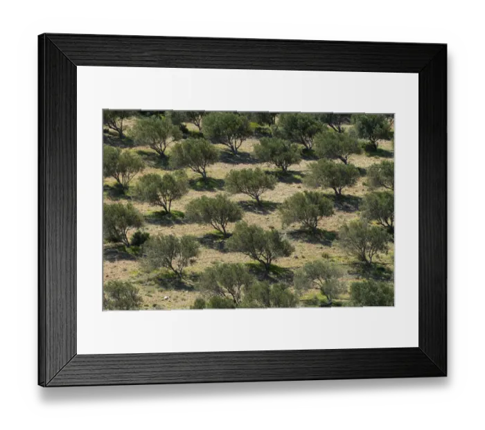 Framed Print : Olive trees (Olea europea) in dry landscape, Palekastro, Crete, Greece, April 2009 Framed Print : Olive trees (Olea europea) in dry landscape, Palekastro, Crete, Greece, April 2009