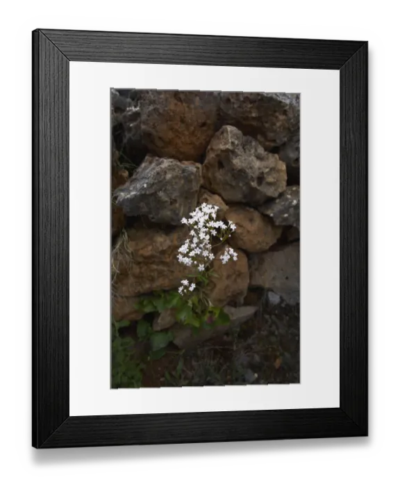 Framed Print : Cretan valerian (Valeriana asarifolia) in flower growing between rocks, Prina, Crete Framed Print : Cretan valerian (Valeriana asarifolia) in flower growing between rocks, Prina, Crete