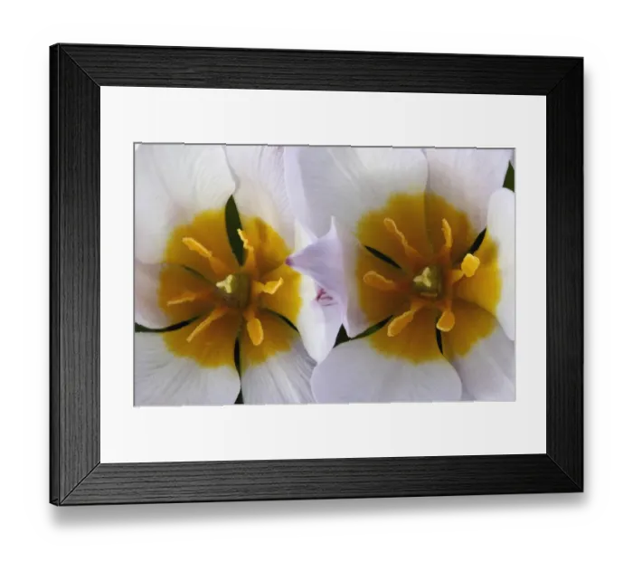 Framed Print : Tulips (Tulipa bakeri) close-up of flowers, Omalos, Crete, Greece, April 2009 Framed Print : Tulips (Tulipa bakeri) close-up of flowers, Omalos, Crete, Greece, April 2009