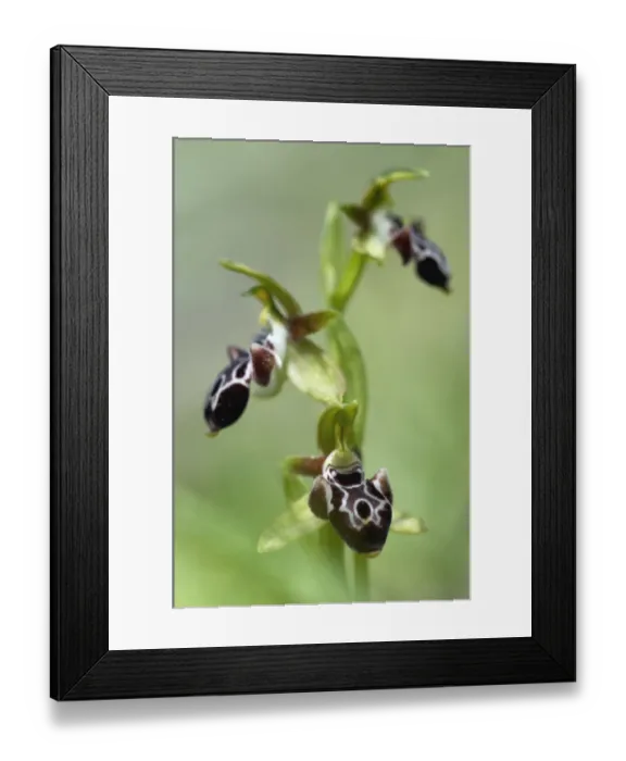 Framed Print : The endemic Cyprus bee orchid (Ophrys kotschyi) in flower, Hisarky, Northern Cyprus Framed Print : The endemic Cyprus bee orchid (Ophrys kotschyi) in flower, Hisarky, Northern Cyprus