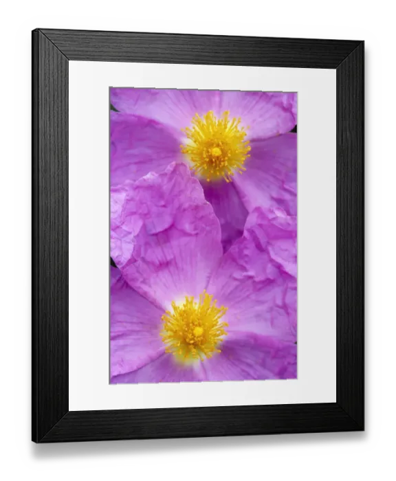 Framed Print : (Cistus creticus) close-up of two flowers, Amigdalokefali, Crete, Greece, April 2009 Framed Print : (Cistus creticus) close-up of two flowers, Amigdalokefali, Crete, Greece, April 2009