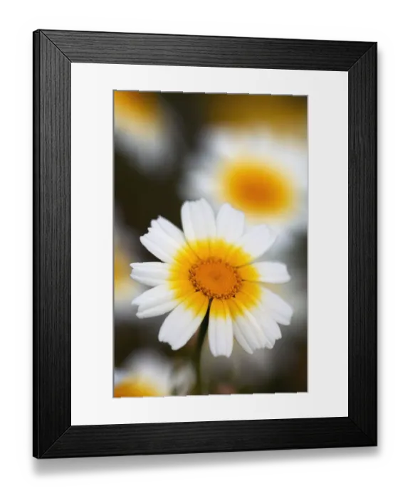 Framed Print : Crown daisy (Glebionis coronarium) flowers, Kritsa, Crete, Greece, April 2009 Framed Print : Crown daisy (Glebionis coronarium) flowers, Kritsa, Crete, Greece, April 2009