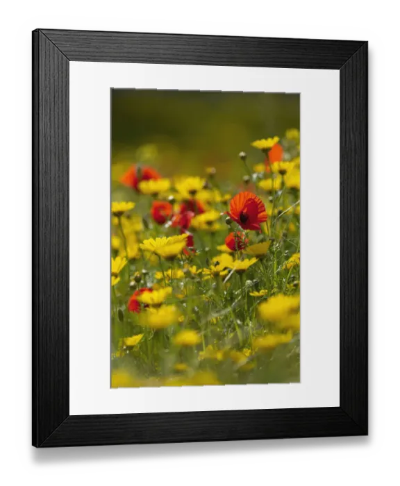 Framed Print : Meadow with Field poppy (Papaver rhoeas) and Crown daisy (Chrysanthemum coronarium) flowers Framed Print : Meadow with Field poppy (Papaver rhoeas) and Crown daisy (Chrysanthemum coronarium) flowers