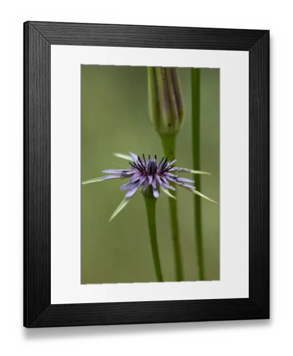 Framed Print : (Tragopogon hybridus) flower, Limassol, Cyprus, April 2009 Framed Print : (Tragopogon hybridus) flower, Limassol, Cyprus, April 2009
