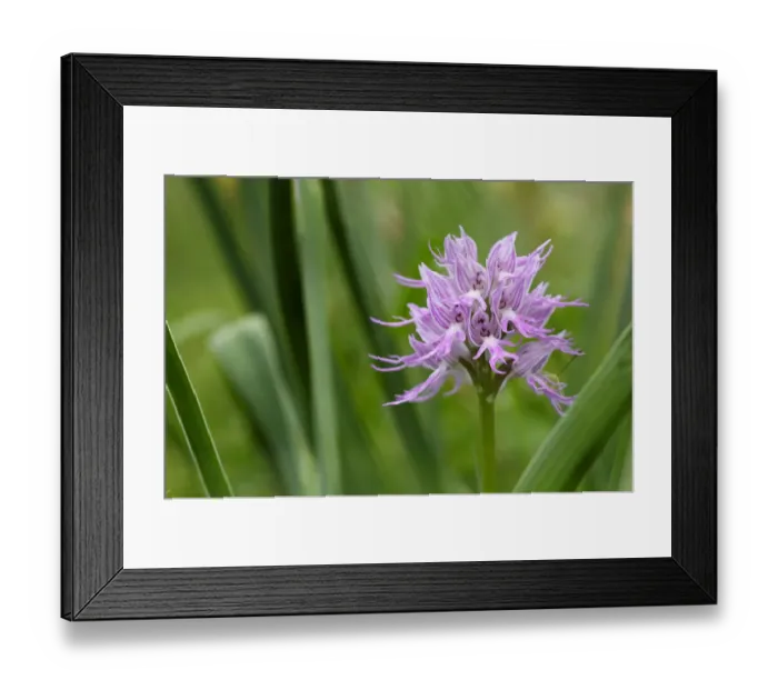 Framed Print : Naked man orchid (Orchis italica) flower, Kayalar, Northern Cyprus, April 2009 Framed Print : Naked man orchid (Orchis italica) flower, Kayalar, Northern Cyprus, April 2009