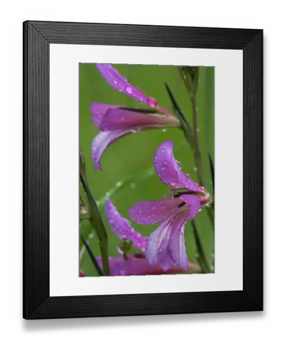 Framed Print : Field gladiolus (Gladiolus italicus) close-up of flowers covered in raindrops, Limassol Framed Print : Field gladiolus (Gladiolus italicus) close-up of flowers covered in raindrops, Limassol