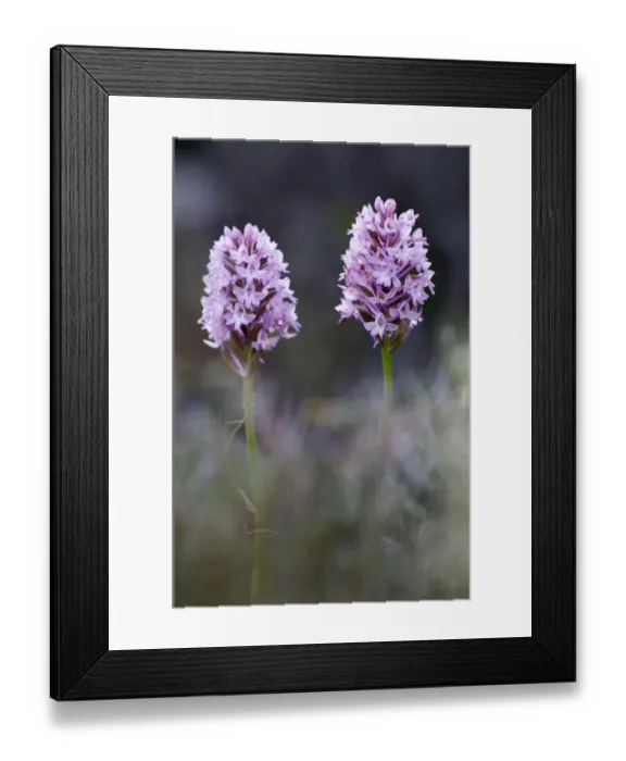 Framed Print : Two Pyramidal orchids (Anacamptis pyramidalis) in flower, Kato Archanes, Crete, Greece Framed Print : Two Pyramidal orchids (Anacamptis pyramidalis) in flower, Kato Archanes, Crete, Greece
