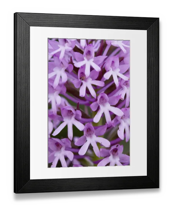 Framed Print : Pyramidal orchid (Anacamptis pyramidalis) close-up of flowers, Kato Archanes, Crete
