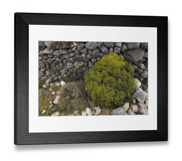 Framed Print : Greek spiny spurge (Euphorbia acanthothamnos) Imbros, Crete, Greece, April 2009