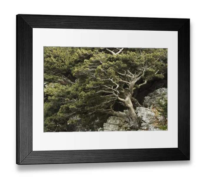 Framed Print : Cretan / Mediterranean cypress (Cupressus sempervirens) growing on rock, Imbros, Crete Framed Print : Cretan / Mediterranean cypress (Cupressus sempervirens) growing on rock, Imbros, Crete