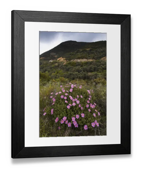 Framed Print : (Cistus creticus) in flower, Amigdalokefali, Crete, Greece, April 2009 Framed Print : (Cistus creticus) in flower, Amigdalokefali, Crete, Greece, April 2009