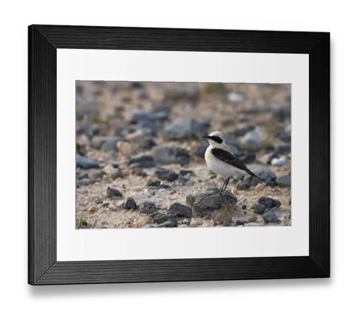 Framed Print : Male Black eared wheatear (Oenanthe hispanica) standing on stone, Nortern Cyprus Framed Print : Male Black eared wheatear (Oenanthe hispanica) standing on stone, Nortern Cyprus