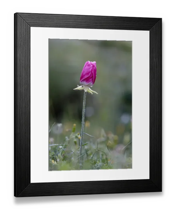 Framed Print : A closed pink Turban buttercup (Ranunculus asiaticus) flower, Hisarky, Northern Cyprus Framed Print : A closed pink Turban buttercup (Ranunculus asiaticus) flower, Hisarky, Northern Cyprus
