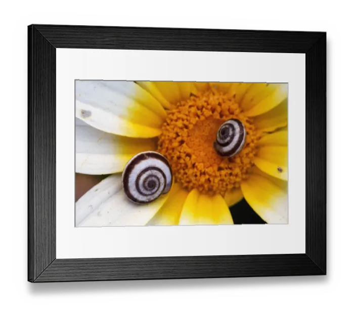 Framed Print : Snail shells on Crown daisy (Glebionis coronarium) flower, Kritsa, Crete, Greece Framed Print : Snail shells on Crown daisy (Glebionis coronarium) flower, Kritsa, Crete, Greece