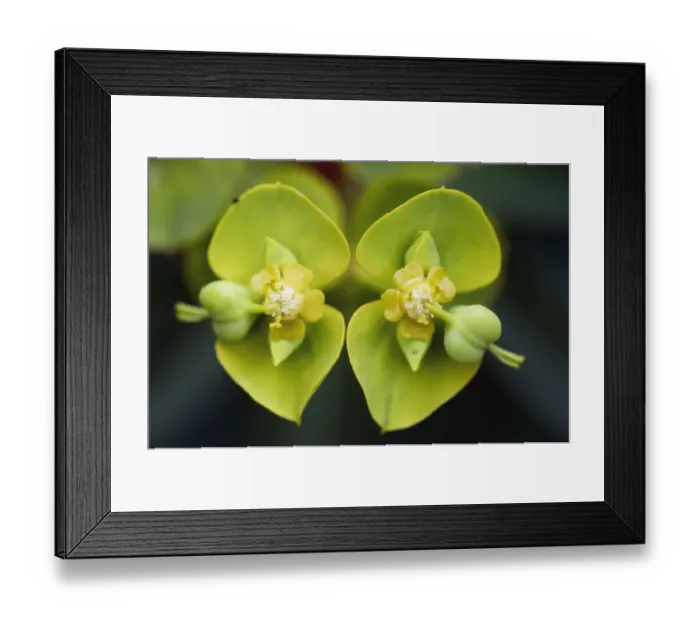 Framed Print : Tree spurge (Euphorbia dendroides) flowers, Topolia, Crete, Greece, April 2009 Framed Print : Tree spurge (Euphorbia dendroides) flowers, Topolia, Crete, Greece, April 2009