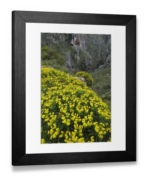 Framed Print : Tree spurge (Euphorbia dendroides) plants in flower, Topolia, Crete, Greece, April 2009 Framed Print : Tree spurge (Euphorbia dendroides) plants in flower, Topolia, Crete, Greece, April 2009