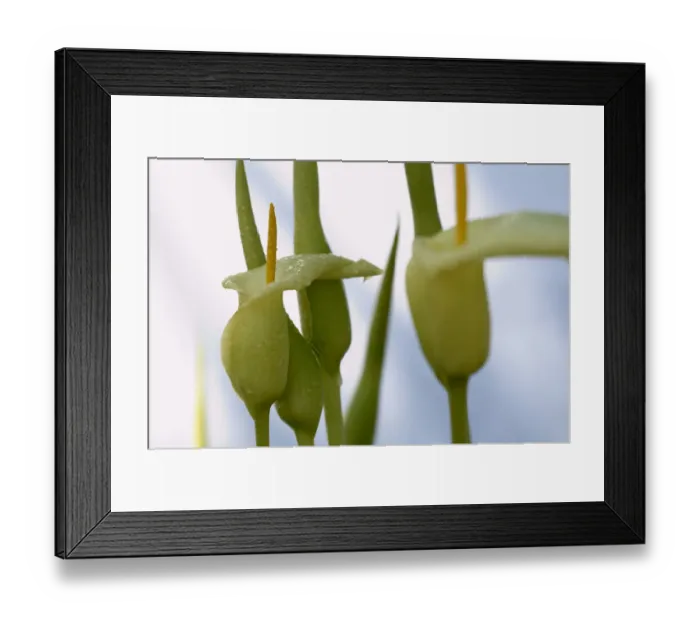 Framed Print : Cretan arum (Arum creticum) flowers, Katharo, Crete, Greece, April 2009 Framed Print : Cretan arum (Arum creticum) flowers, Katharo, Crete, Greece, April 2009