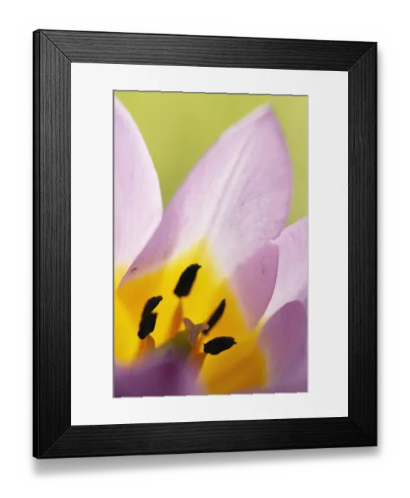 Framed Print : Rock tulip (Tulipa saxatilis) close-up of flower, Katharo, Crete, Greece, April 2009 Framed Print : Rock tulip (Tulipa saxatilis) close-up of flower, Katharo, Crete, Greece, April 2009