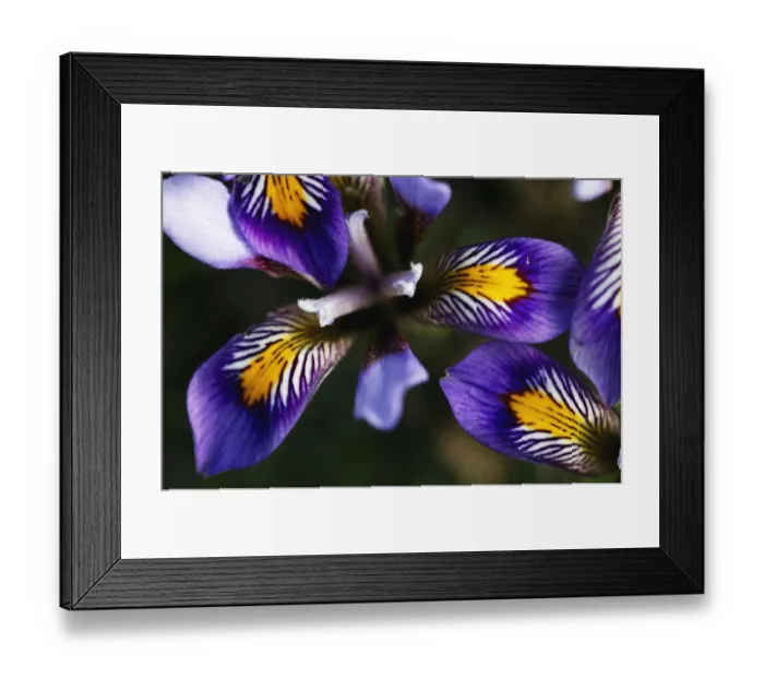 Framed Print : (Iris unguicularis cretensis) flowers, Katharo, Crete, Greece, April 2009 Framed Print : (Iris unguicularis cretensis) flowers, Katharo, Crete, Greece, April 2009