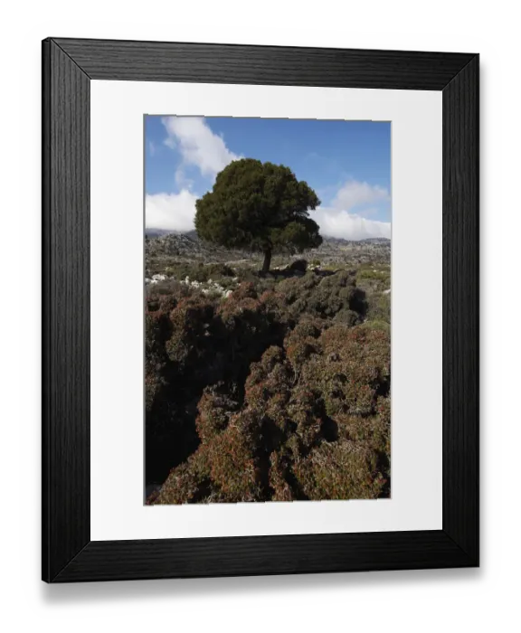 Framed Print : Kermes oak (Quercus coccifera) Kritsa, Crete, Greece, April 2009 Framed Print : Kermes oak (Quercus coccifera) Kritsa, Crete, Greece, April 2009