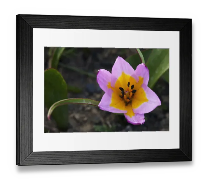 Framed Print : Rock tulip (Tulipa saxatilis) flower, Katharo, Crete, Greece, April 2009 Framed Print : Rock tulip (Tulipa saxatilis) flower, Katharo, Crete, Greece, April 2009