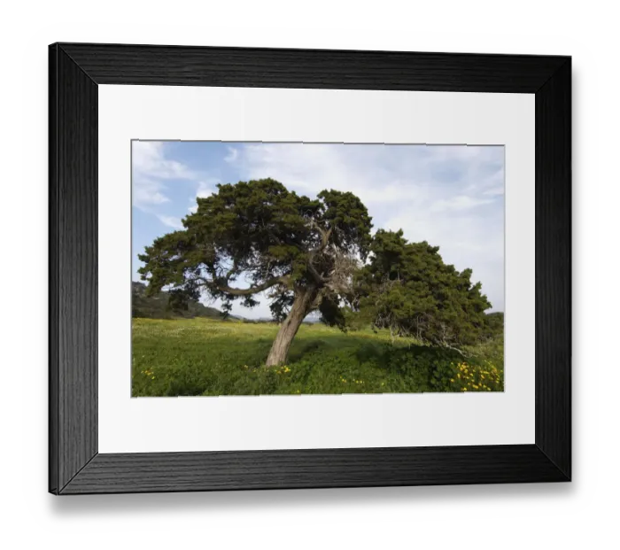 Framed Print : A big Mediterranean cypress (Cupressus sempervirens) tree, Karpaz Peninsula, Cyprus Framed Print : A big Mediterranean cypress (Cupressus sempervirens) tree, Karpaz Peninsula, Cyprus