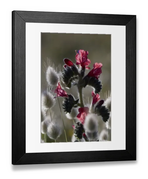 Framed Print : Narrow leaved bugloss (Echium angustifolium) and Harestail grass (Lagurus ovatus) Mochlos Framed Print : Narrow leaved bugloss (Echium angustifolium) and Harestail grass (Lagurus ovatus) Mochlos
