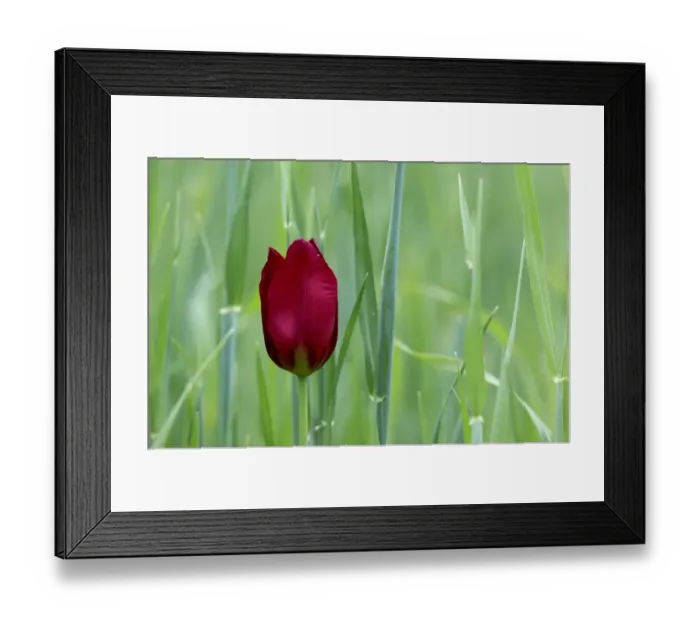 Framed Print : Cyprus tulip (Tulipa cypria) in flower, Hisarky, Northern Cyprus, April 2009 Framed Print : Cyprus tulip (Tulipa cypria) in flower, Hisarky, Northern Cyprus, April 2009