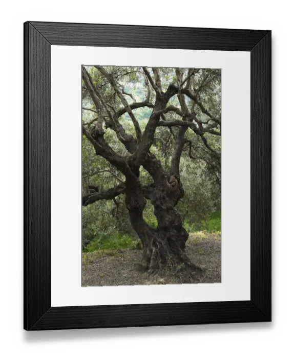 Framed Print : Olive tree (Olea europea) Kolimvaro, Crete, Greece, April 2009 Framed Print : Olive tree (Olea europea) Kolimvaro, Crete, Greece, April 2009