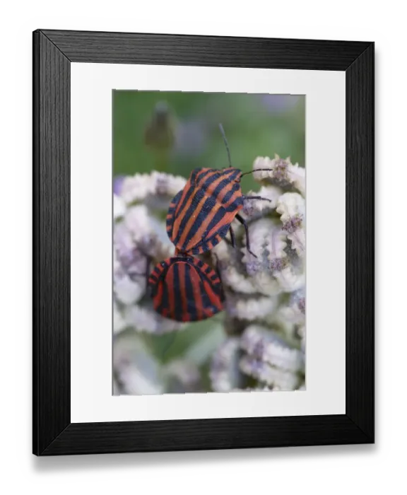 Framed Print : Two Italian stink bugs (Graphosoma italicum) on Mediterranean hartwort (Tordylium Framed Print : Two Italian stink bugs (Graphosoma italicum) on Mediterranean hartwort (Tordylium
