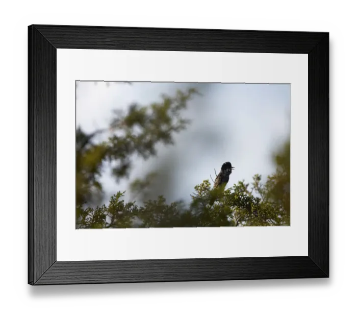 Framed Print : Cyprus warbler (Sylvia melanothorax) perched singing, Limassol, Northern Cyprus Framed Print : Cyprus warbler (Sylvia melanothorax) perched singing, Limassol, Northern Cyprus