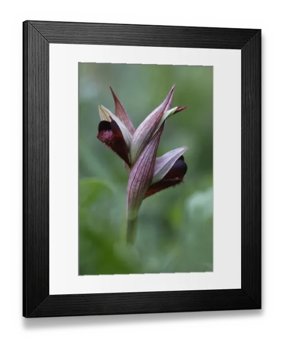 Framed Print : Heart flowered serapias (Serapias cordigera) flower, Falassarna, Crete, Greece, April Framed Print : Heart flowered serapias (Serapias cordigera) flower, Falassarna, Crete, Greece, April