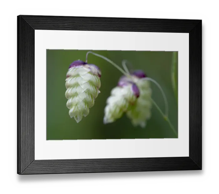 Framed Print : Greater quaking grass (Briza maxima) flowers, Falassarna, Crete, Greece, April 2009 Framed Print : Greater quaking grass (Briza maxima) flowers, Falassarna, Crete, Greece, April 2009