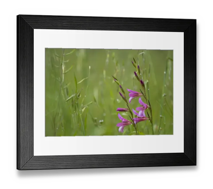 Framed Print : Field gladiolus (Gladiolus italicus) in flower after rain, Limassol, Cyprus, April 2009