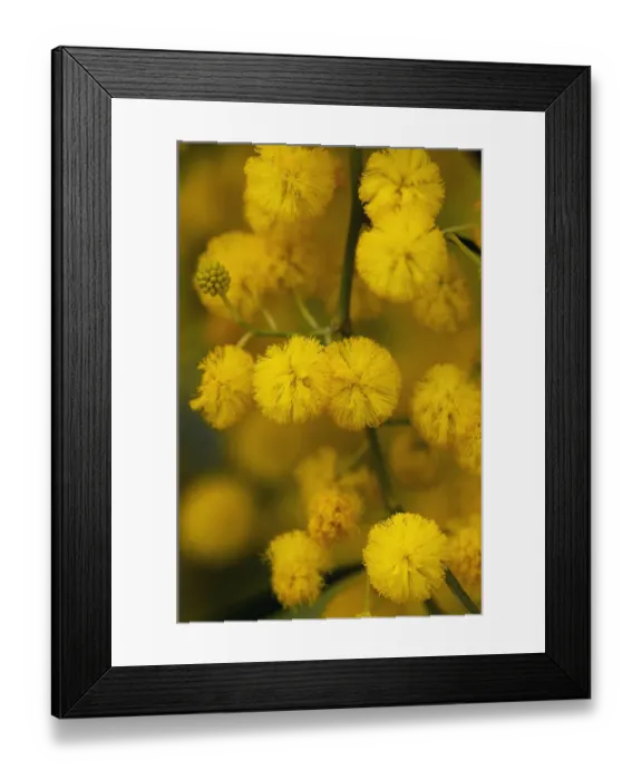 Framed Print : Blue leaf wattle (Acacia cyanophylla) close-up of flowers, Limassol, Cyprus, April 2009 Framed Print : Blue leaf wattle (Acacia cyanophylla) close-up of flowers, Limassol, Cyprus, April 2009