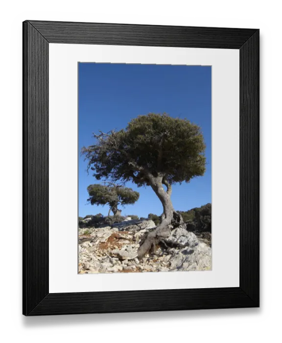 Framed Print : Kermes oak (Quercus coccifera) trees, Kritsa, Crete, Greece, April 2009 Framed Print : Kermes oak (Quercus coccifera) trees, Kritsa, Crete, Greece, April 2009