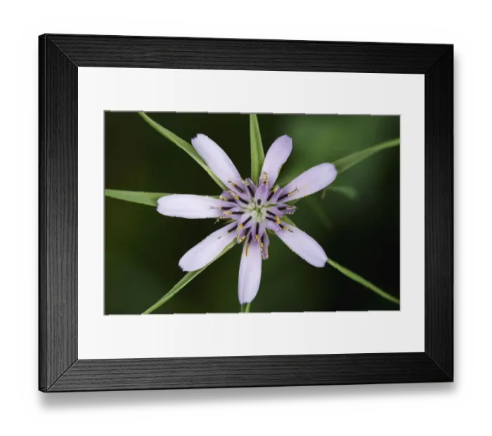 Framed Print : (Tragopogon hybridus) flower, Falassarna, Crete, Greece, April 2009 Framed Print : (Tragopogon hybridus) flower, Falassarna, Crete, Greece, April 2009