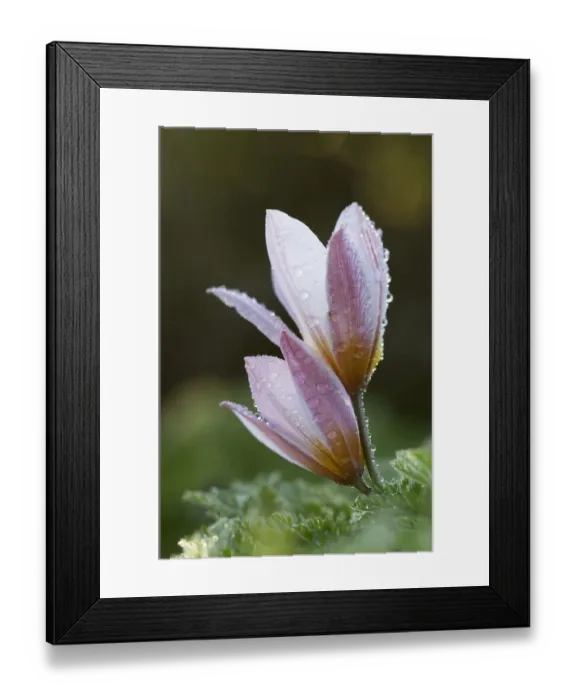 Framed Print : Two Tulip (Tulipa bakeri) flowers covered in raindrops, Omalos, Crete, Greece, April 2009 Framed Print : Two Tulip (Tulipa bakeri) flowers covered in raindrops, Omalos, Crete, Greece, April 2009