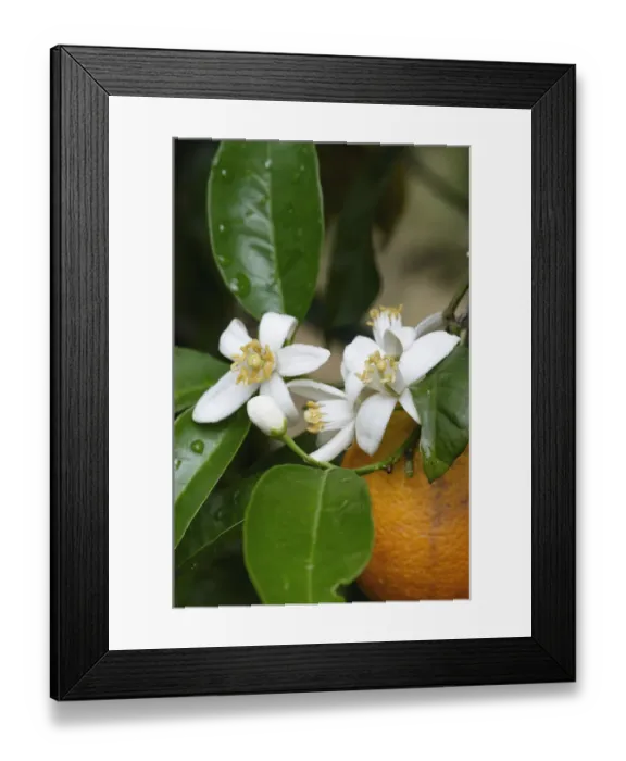 Framed Print : Orange tree (Citrus sinensis) flowers and fruit, Crete, Greece, April 2009 Framed Print : Orange tree (Citrus sinensis) flowers and fruit, Crete, Greece, April 2009